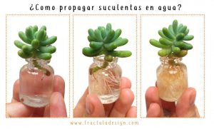 Cómo propagar las suculentas