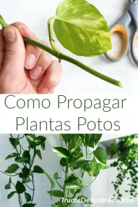 Cómo propagar plantas (también para principiantes)