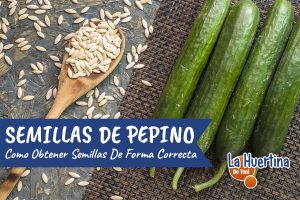 Cómo recuperar las semillas de pepino