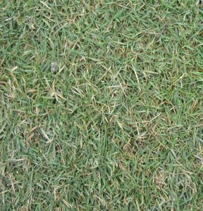 Cómo reiniciar el césped después del invierno