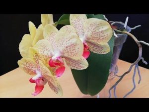 Cómo replantar la orquídea (sin hacer desastres)