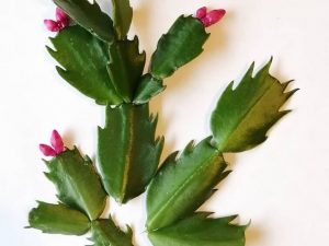 Cómo reproducir el Cactus de Navidad