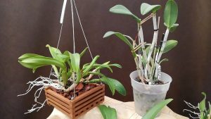 Cómo salvar a las orquídeas del invierno
