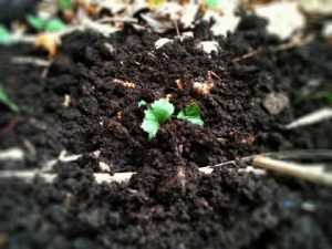 Cómo se forma el humus estable