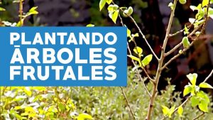 ¿Cómo se planta un árbol frutal?