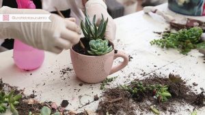 Cómo transplantar suculentas