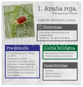 ¡Comprueba los increíbles consejos contra las plagas en la hierba!