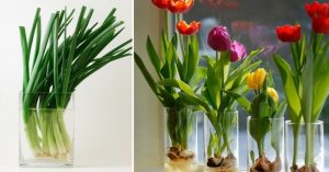 Conoce 7 flores fáciles de cultivar en casa