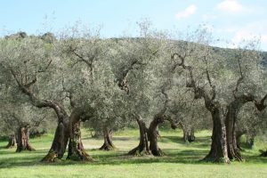 Conoce el olivo
