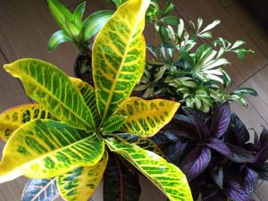 Conocer las plantas que refrescan la casa y purifican el aire