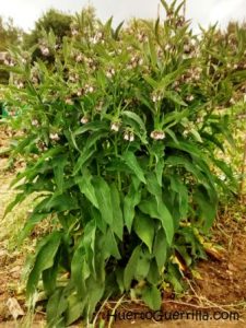 Consuelda, Planta Amiga del Jardinero Orgánico