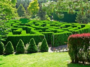Crear un laberinto en el jardín: ¿cuáles son los arbustos ideales?