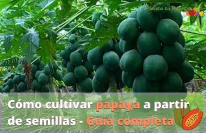 Creciendo desde las semillas: la guía completa en 6 pasos