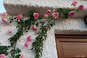 Cubrir la valla con rosas trepadoras: algunos consejos