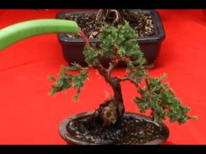 Cuidado y mantenimiento del bonsái