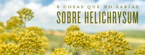 Cultivando Helicriso