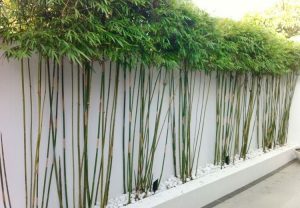 Decora el jardín con plantas de bambú