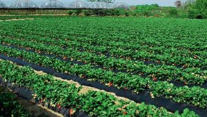El cultivo de fresas