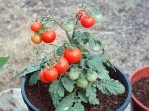 El cultivo de tomates en macetas