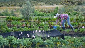 Jardinería Ecológica: esas buenas prácticas que no siempre son ecológicas...