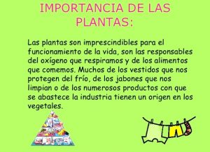 La importancia de las plantas, el oxígeno en el planeta