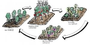 La rotación de los cultivos en la huerta orgánica