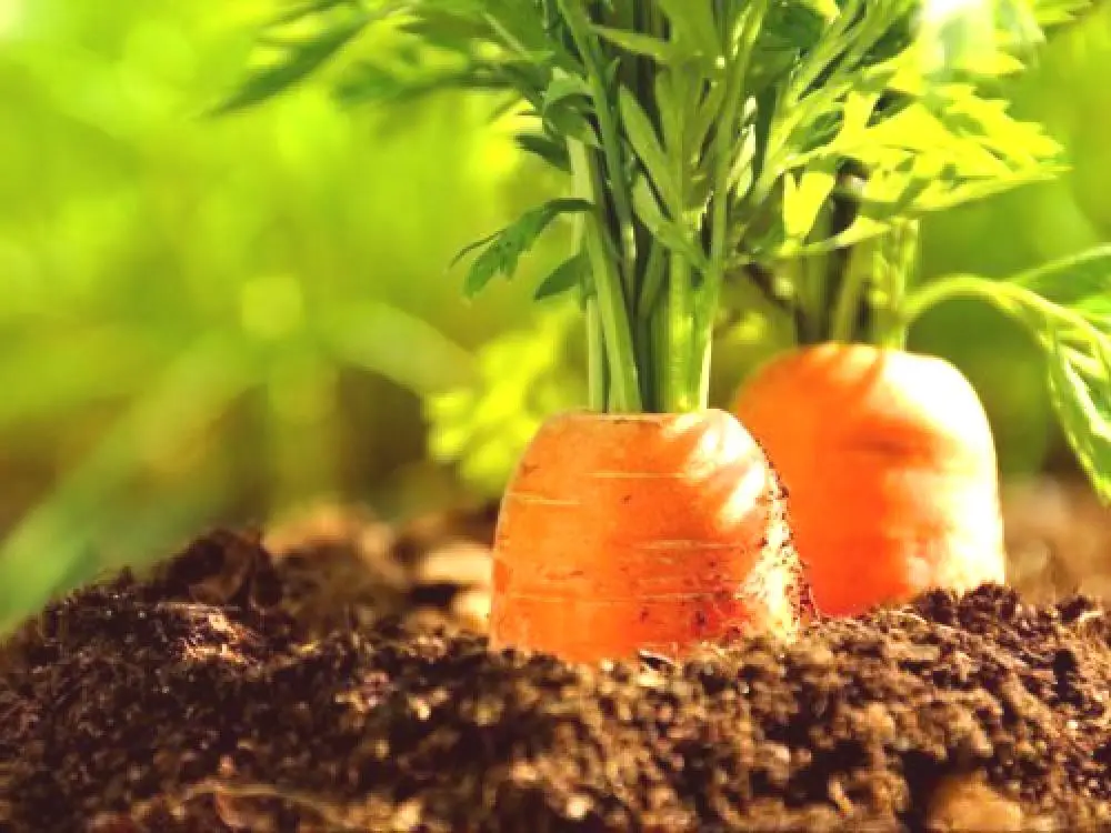 Mantén tus cultivos de zanahorias calientes durante el invierno