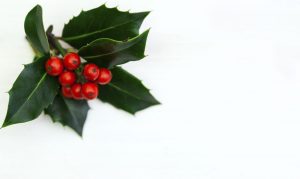 Muérdago: características, historia y tradición