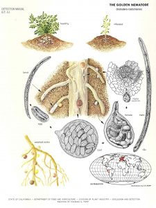 Nematodos y plagas del suelo