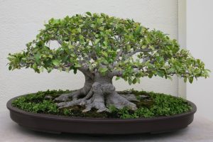 Para entrar en el mundo del Bonsái: Ficus Ginseng