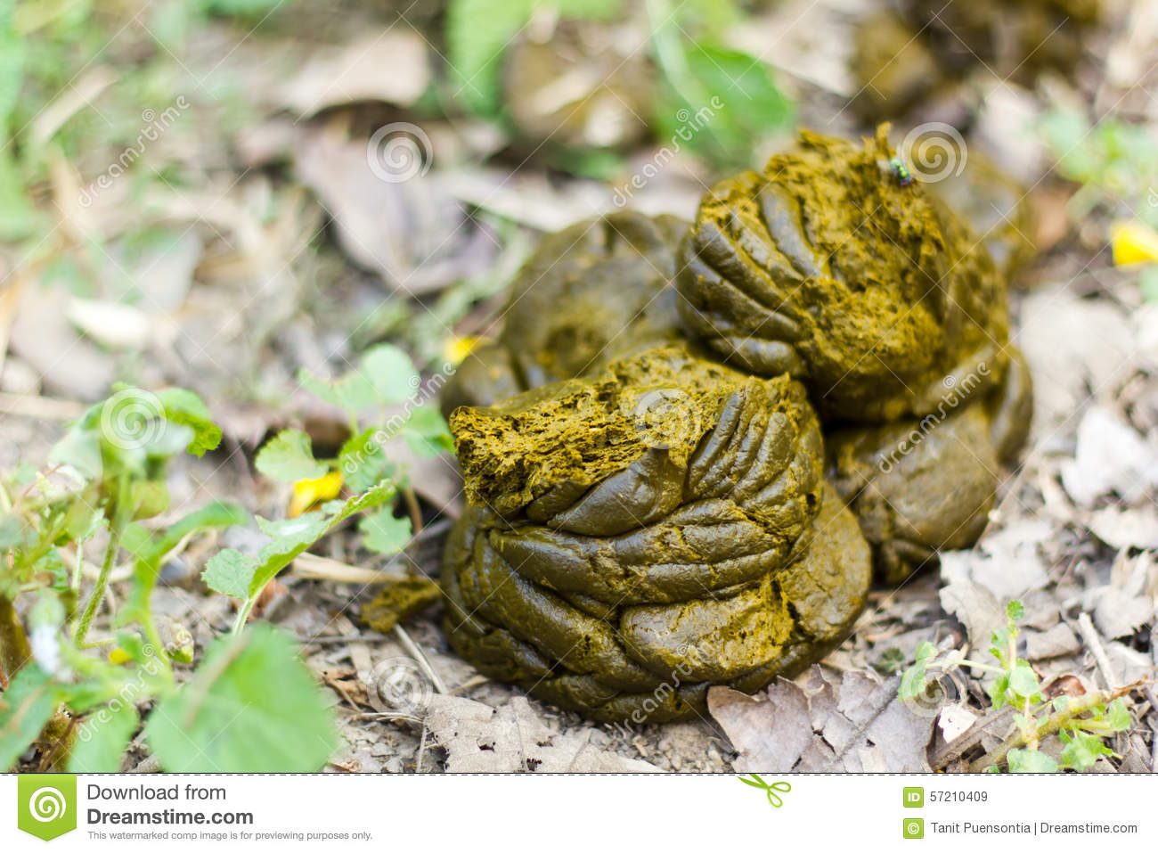 Rompiendo los 6 grandes mitos sobre las sales de Epsom para plantas en