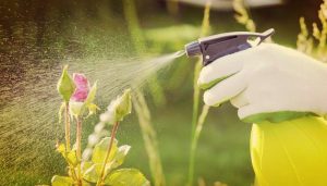 ¿Pesticidas en el jardín? No, gracias.