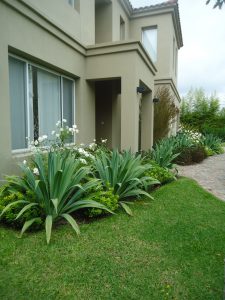 Plantas de jardín: Aprenda a elegir lo mejor para su área verde