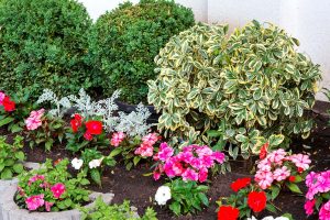 Plantas resistentes: 8 especies ornamentales para crecer en el jardín