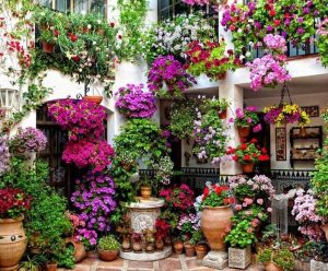 Plantas y flores en balcones, terrazas y jardines con exposición occidental
