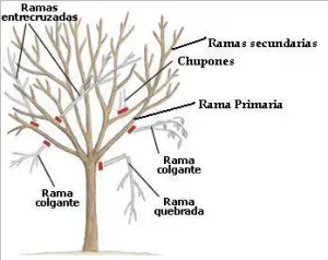 Poda: cómo y cuándo