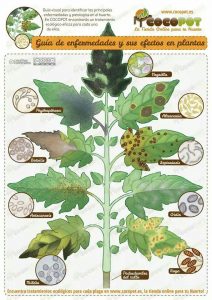 Principales enfermedades de las plantas
