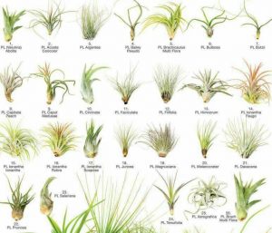Tillandsia: la planta que purifica el aire