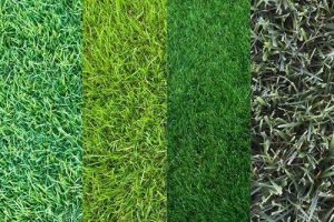 Tipos de césped para su jardín y deportes