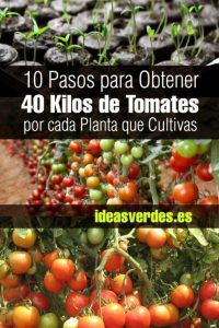 Tomates: 10 consejos para una excelente y abundante cosecha