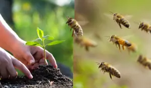 10 arbustos de miel para ayudar a las abejas