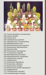 10 cactus fáciles de cultivar