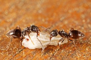 10 consejos para mantener a las hormigas alejadas de la casa