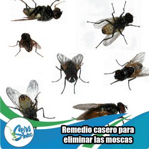 10 consejos para mantener las moscas alejadas