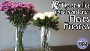 10 consejos para mantener su ramo por más tiempo