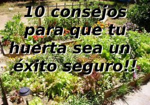 10 consejos para una siembra exitosa