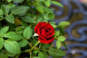 10 flores rojas para el jardín