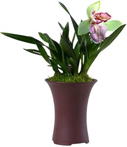 10 orquídeas fragantes