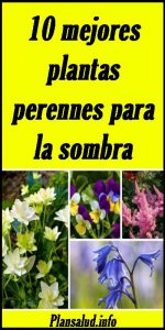 10 perennes aéreas