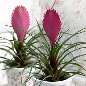 10 plantas de interior de floración fácil